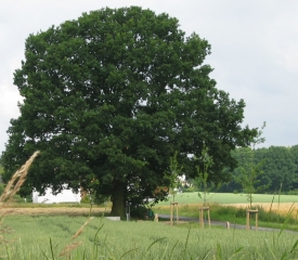 Baum