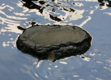 Wasserstein